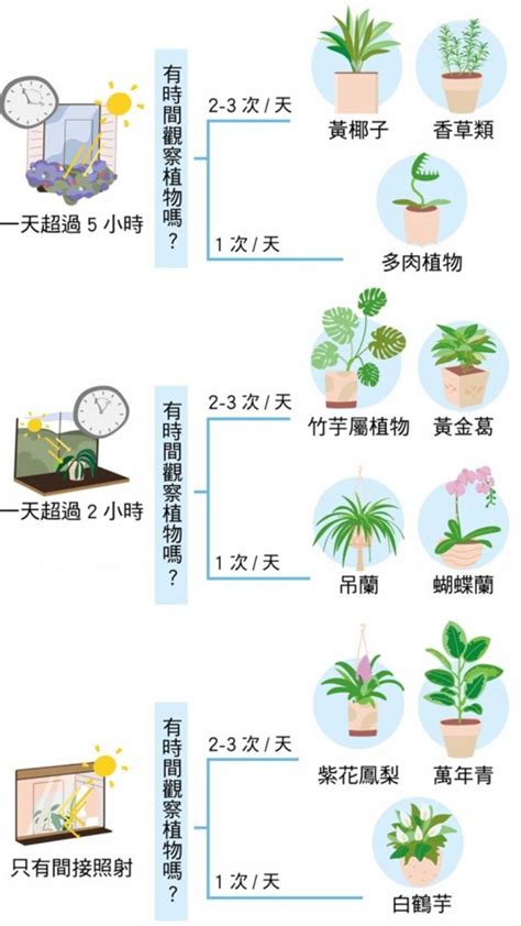 房間可以放植物嗎